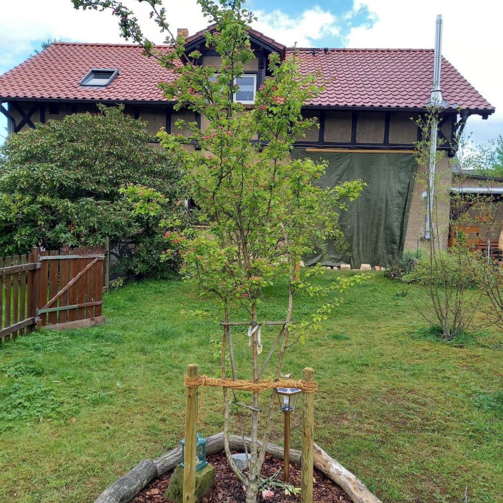 Echter Rotdorn im Garten