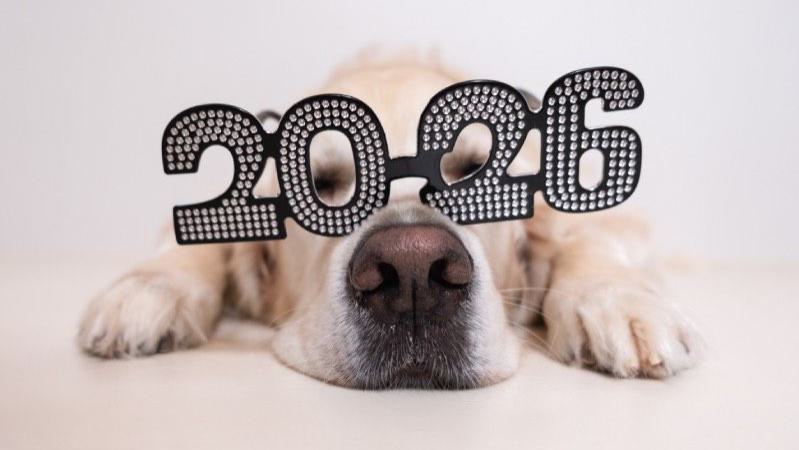 humorvolles Bild eines Hundes mit Schriftzug 2026 auf der Nase als Brille