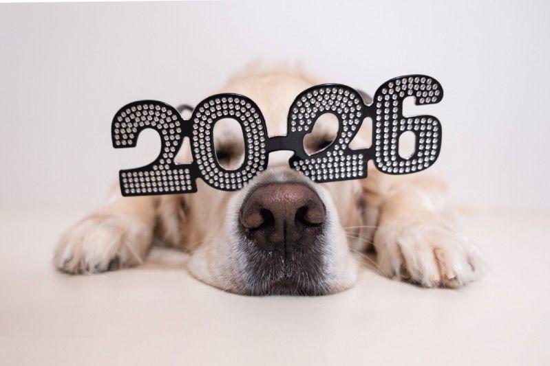 humorvolles Bild eines Hundes mit Schriftzug 2026 auf der Nase als Brille