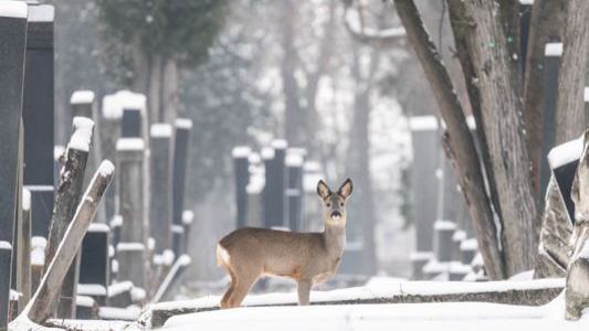 ein Reh steht zwischen Gräbern auf einem verschneiten Friedhof