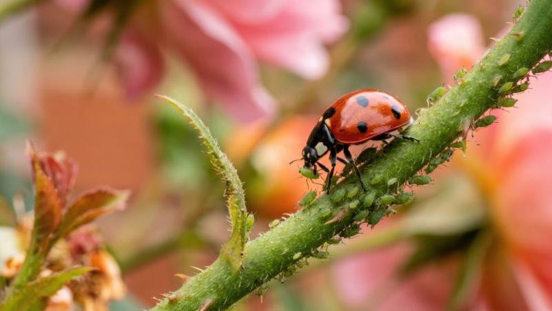roter Marienkäfer auf grünem Pflanzenstängel nährt sich von Blattläusen