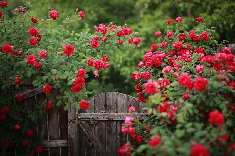 Eine Holz Gartentür links und rechts umgeben von roten Rosen