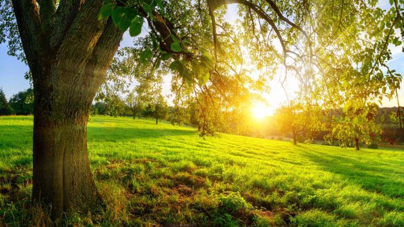 grüne Wiese mit belaubtem Baum, Sonnenlicht fällt durch das Laub und erzeugt goldene Lichtstrahlen
