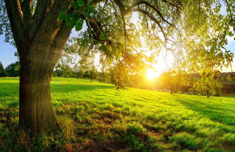 grüne Wiese mit belaubtem Baum, Sonnenlicht fällt durch das Laub und erzeugt goldene Lichtstrahlen