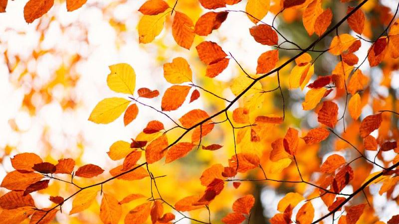 Ein Baum mit leuchtend orange-roten Blättern im Herbstlicht