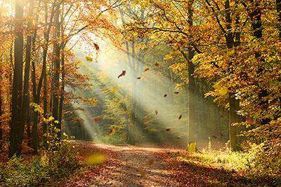 Ein Waldweg durch einen herbstlich gefärbten Wald, in dem Sonnenstrahlen durch die Blätter strahlen