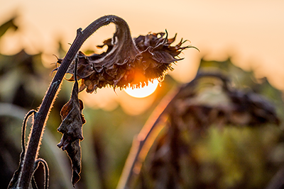 Eine vertrocknete Sonnenblume im Sonnenuntergang