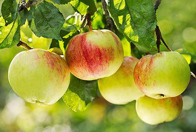 Grün-Rote Äpfel hängen an einem Baum